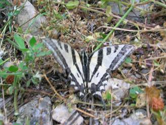 Corfu butterfly